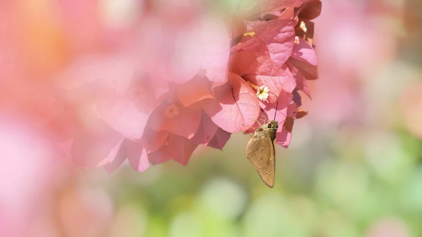 a flower that has some flowers on it