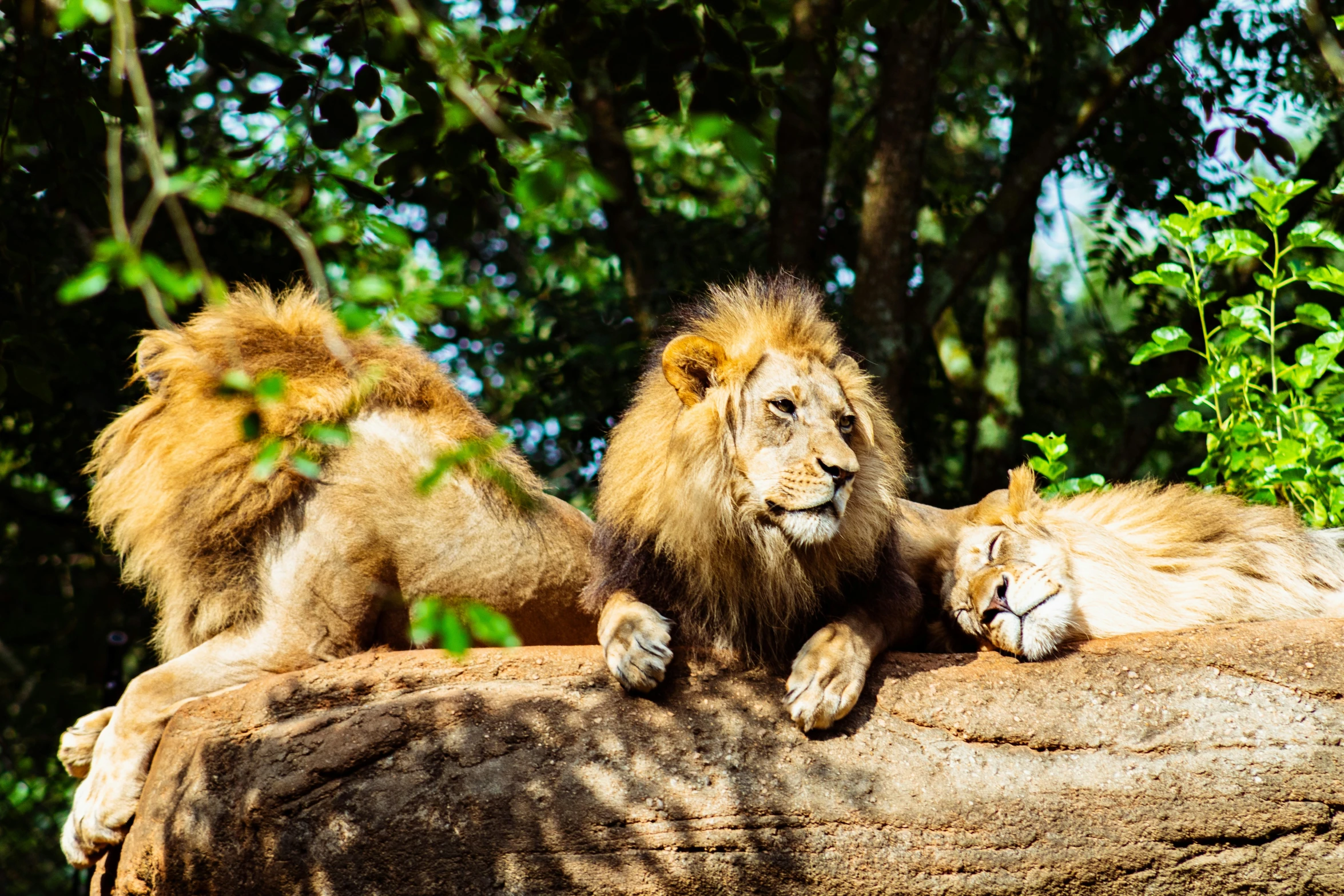 two lions are resting on top of a log