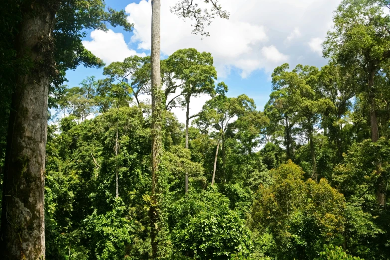 the tree is high above the lush green forest