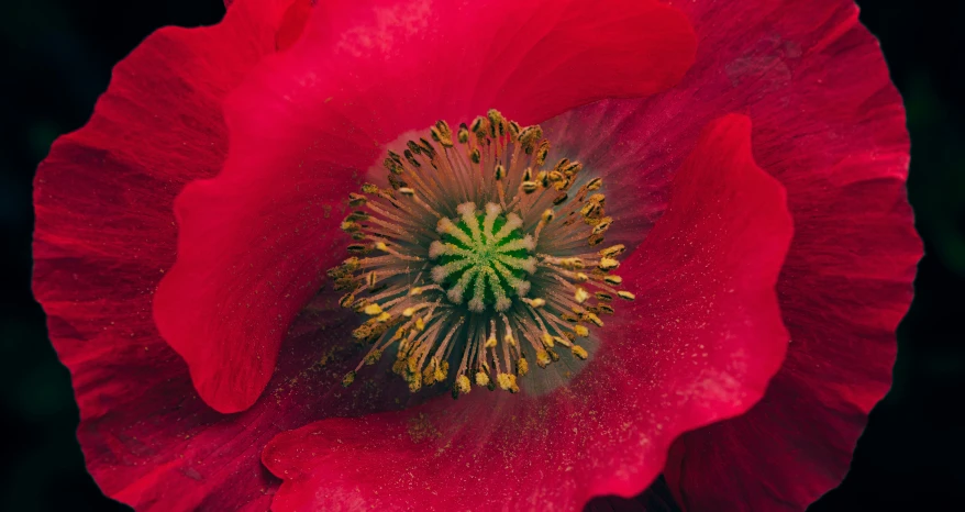a red flower with a yellow center sitting on top of a table