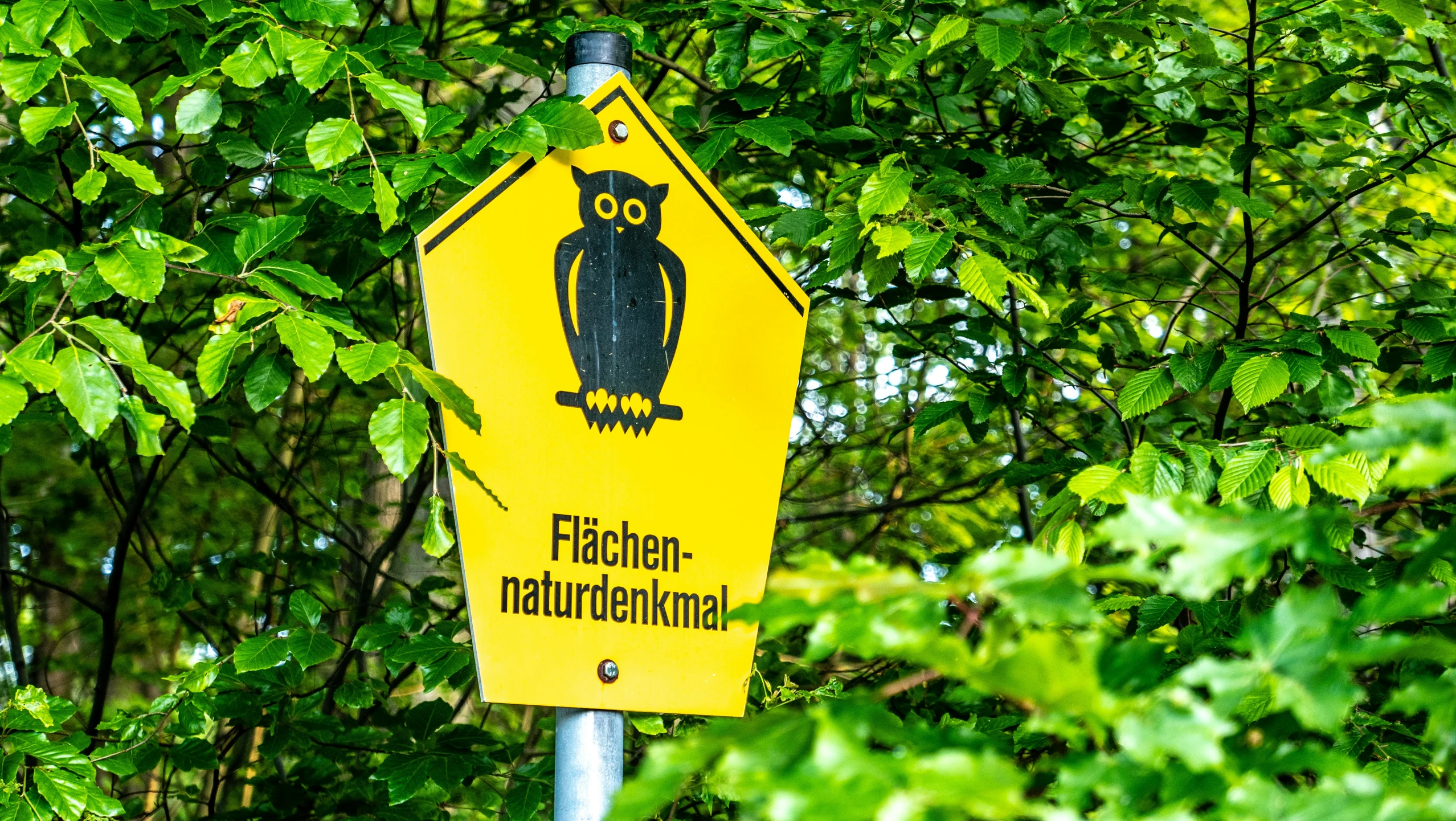 a yellow sign with an owl on it by some trees