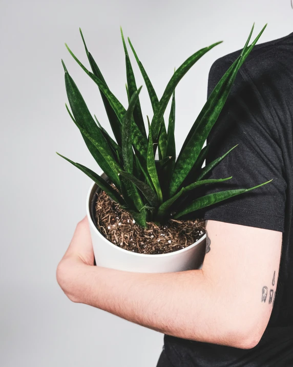 a person holding a potted plant in their hands