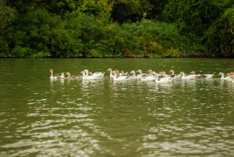 a large group of ducks and geese on a lake