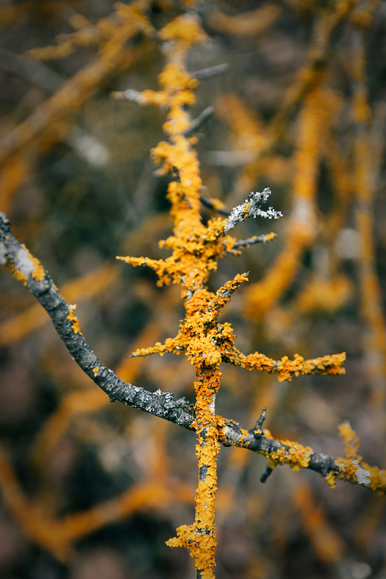 a very beautiful tree with yellow moss growing on it