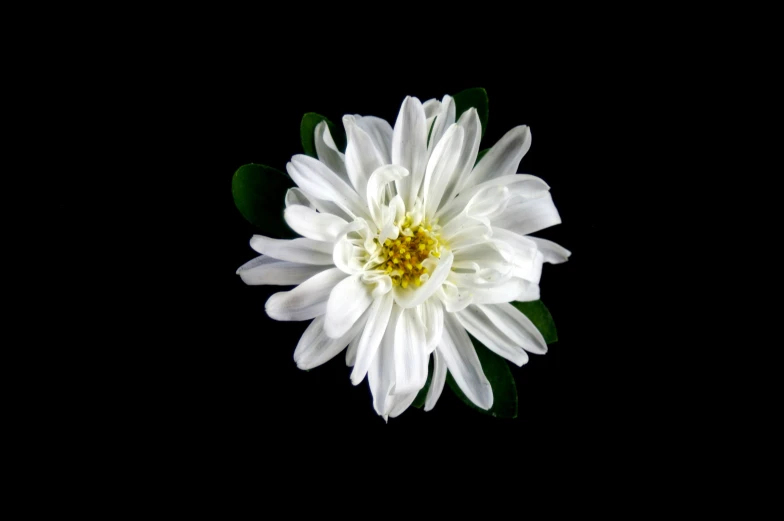 a white flower is on a black background