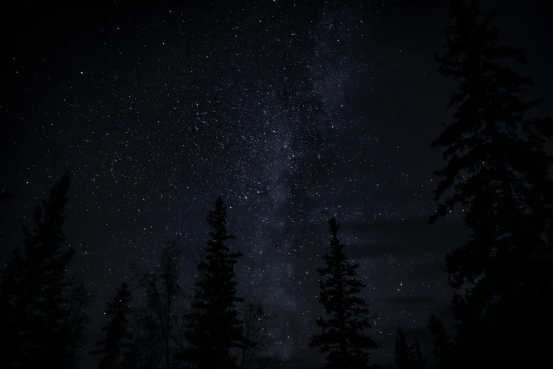 the milky shines above evergreens and trees