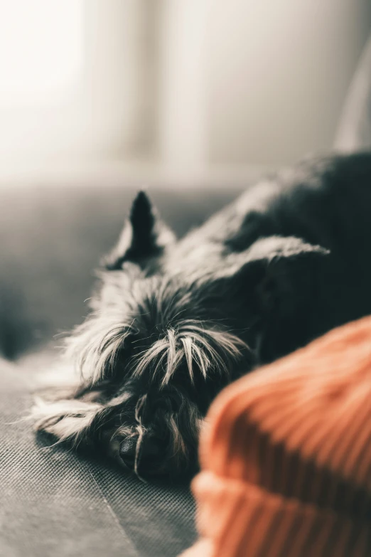 a small dog sleeps on the sofa with his head up