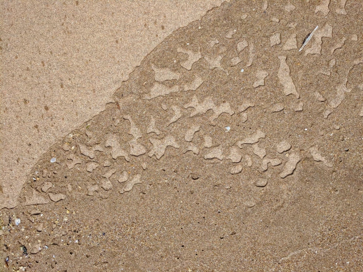 bird footprints on sand near sandy area with grass