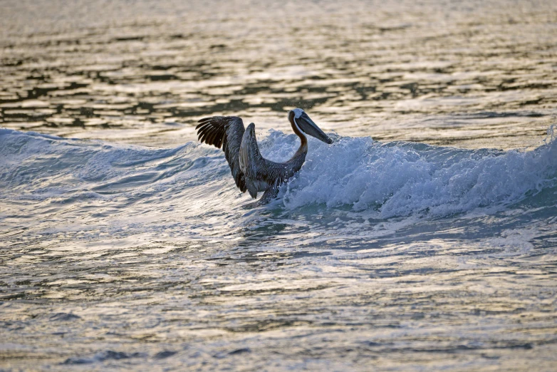 a bird flying over a wave in the ocean