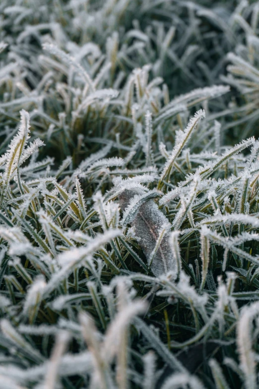 the grass covered in ice is growing with long needles