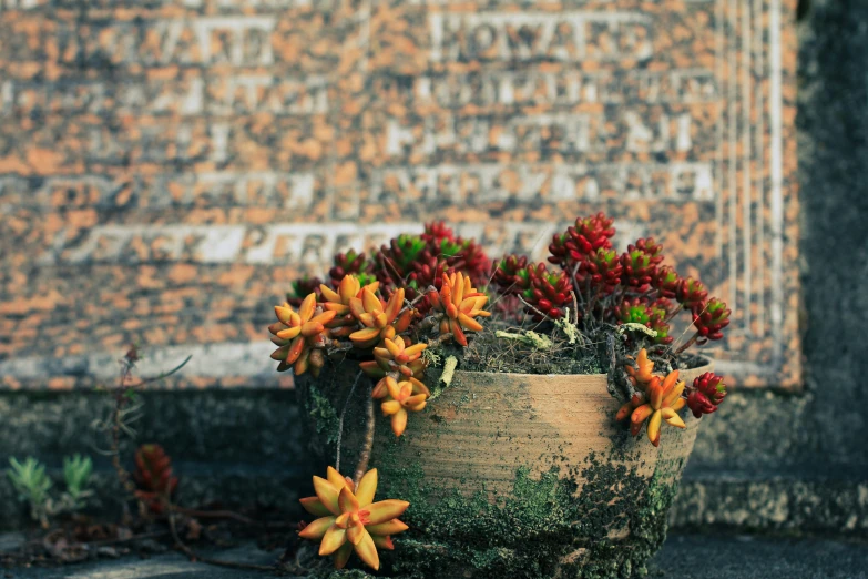 an old planter filled with colorful flowers next to a brick wall