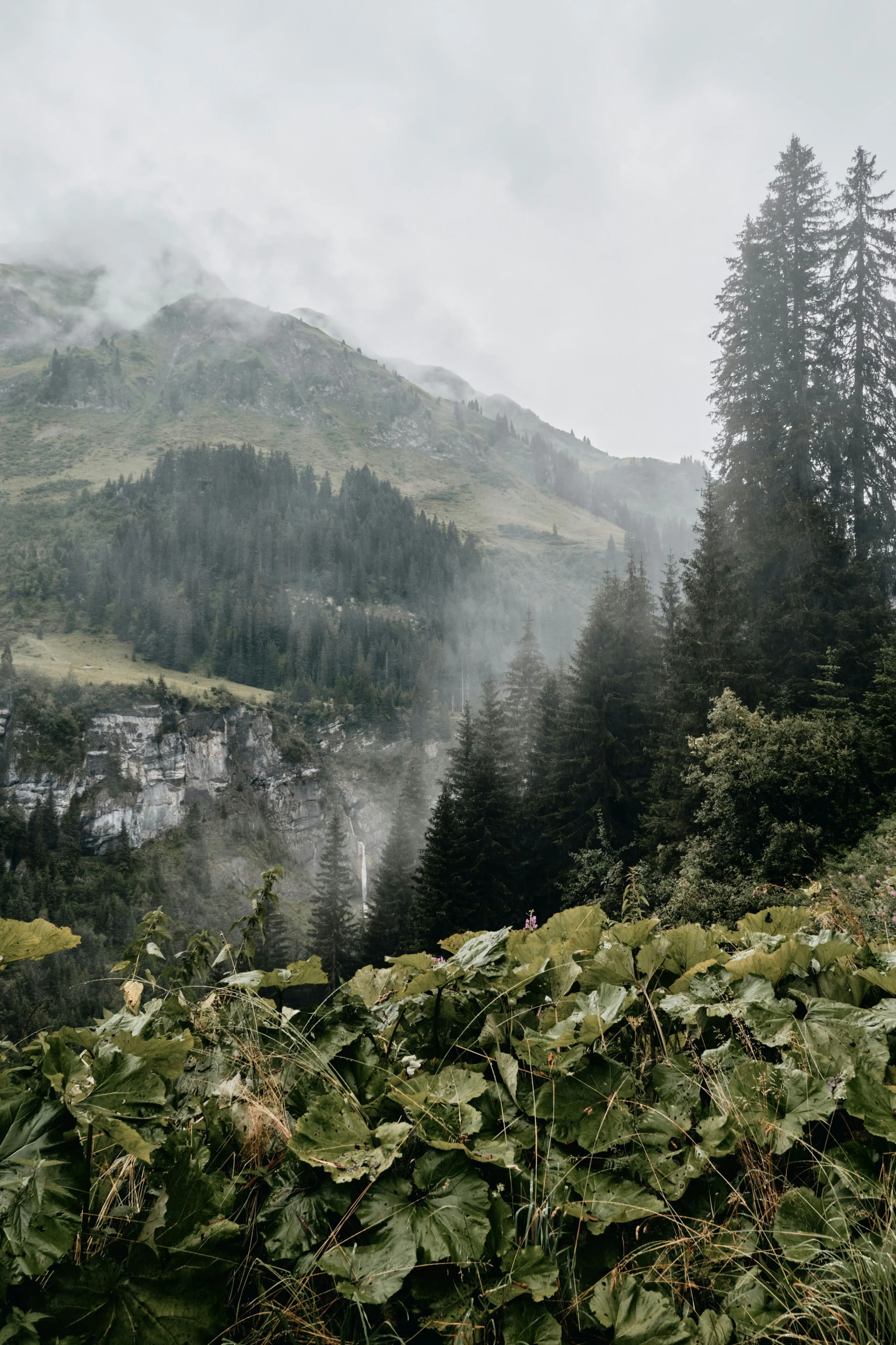 a lush green forest next to a lush lush forest