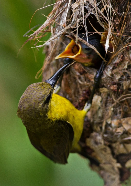 a bird with its head in a nest