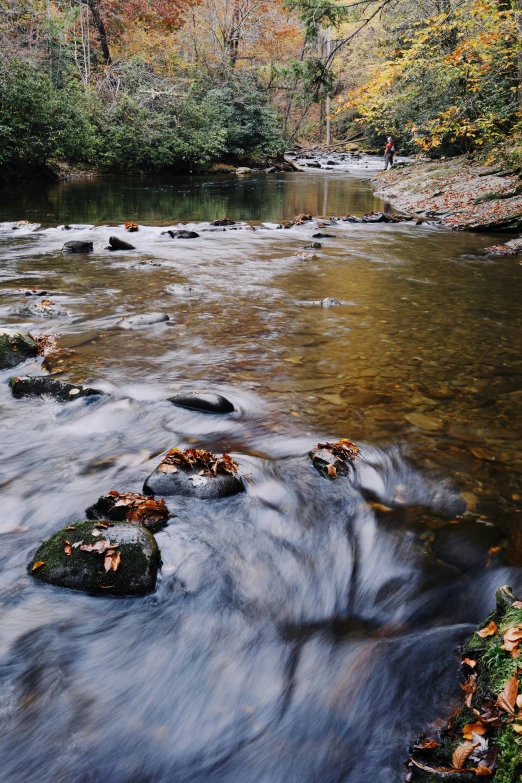 the water has flowing through a forest filled with leaves