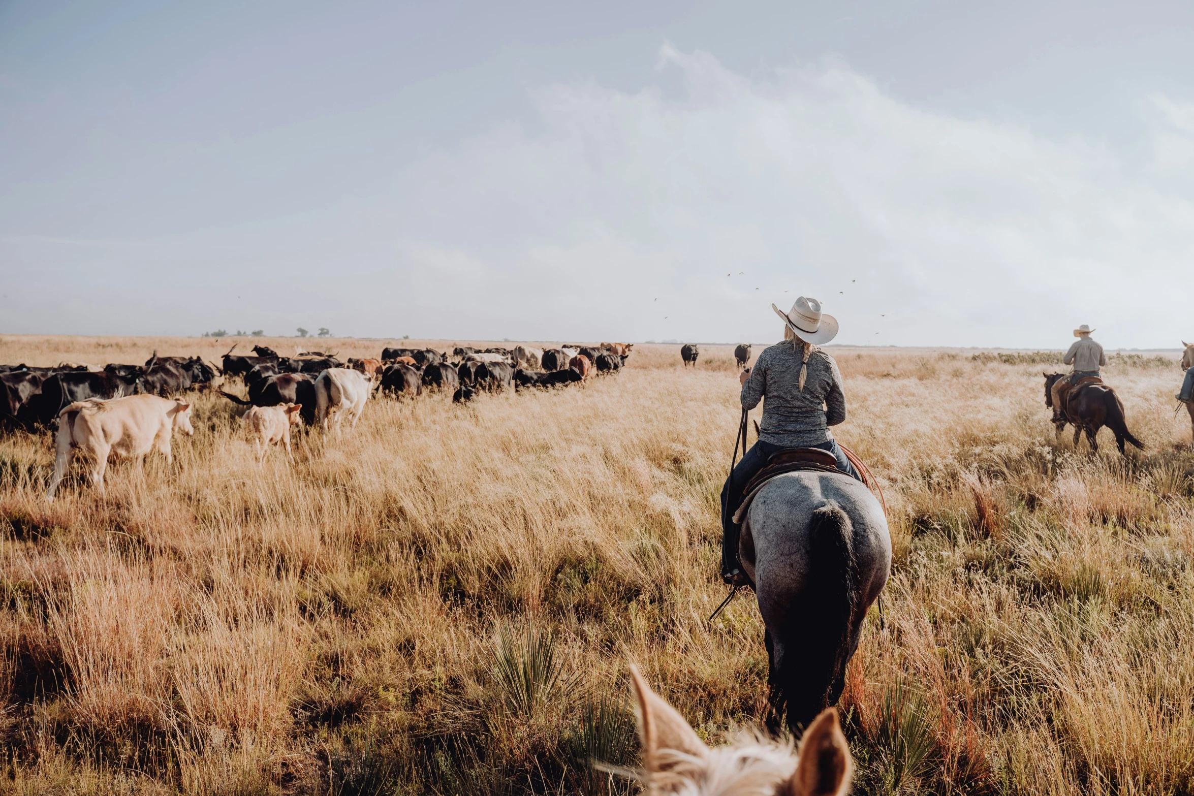 two men on horses in a field of cows