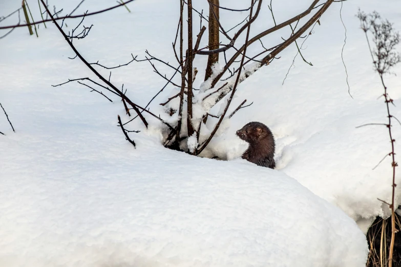 a bird looking over a deep snow bank