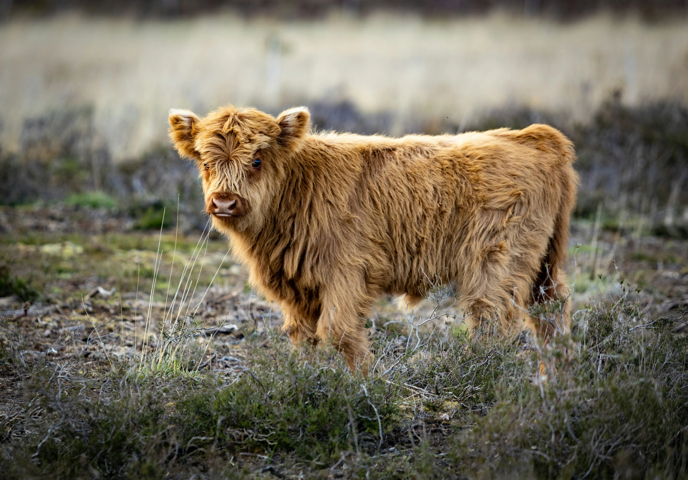 the small brown cow stands alone in the field