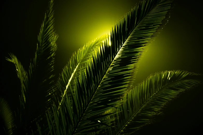 green leaves are lit by the light of an approaching light