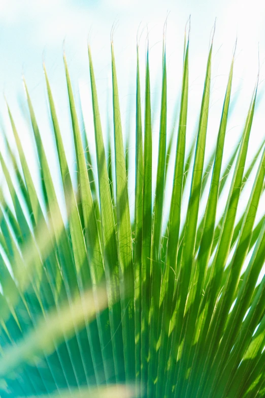 there is very green plants that are very tall