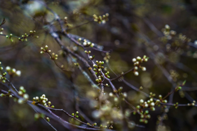 tree buds in front of background with small white berries