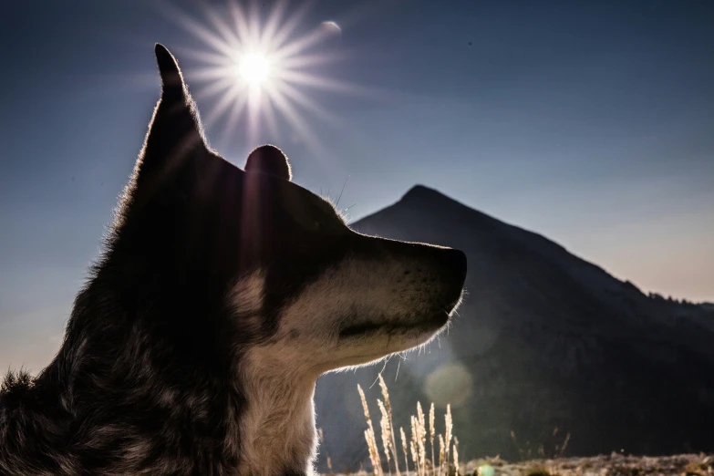 the dog is watching the light shine from behind