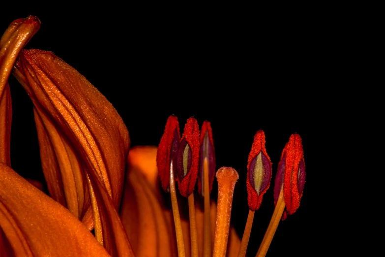close up of the back and sides of an orange flower with a dark background