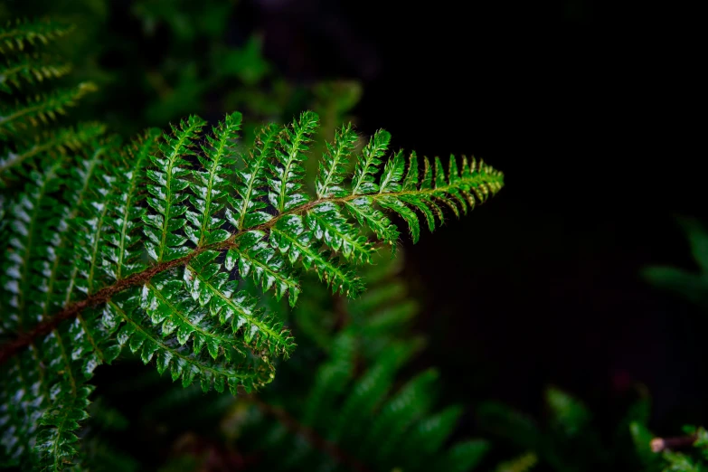 there is a green fern leaf on the nches