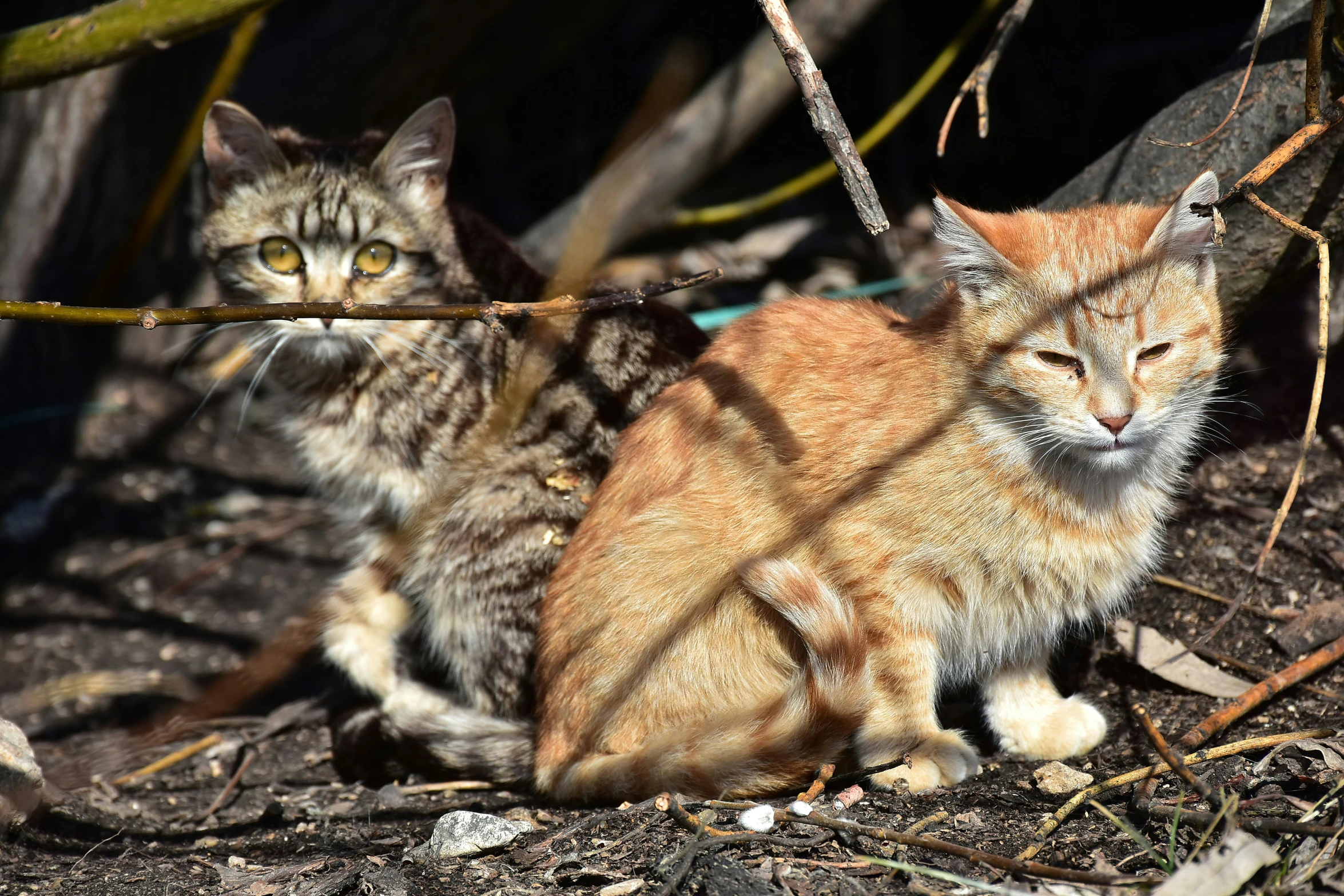 two cats sitting next to each other on the ground