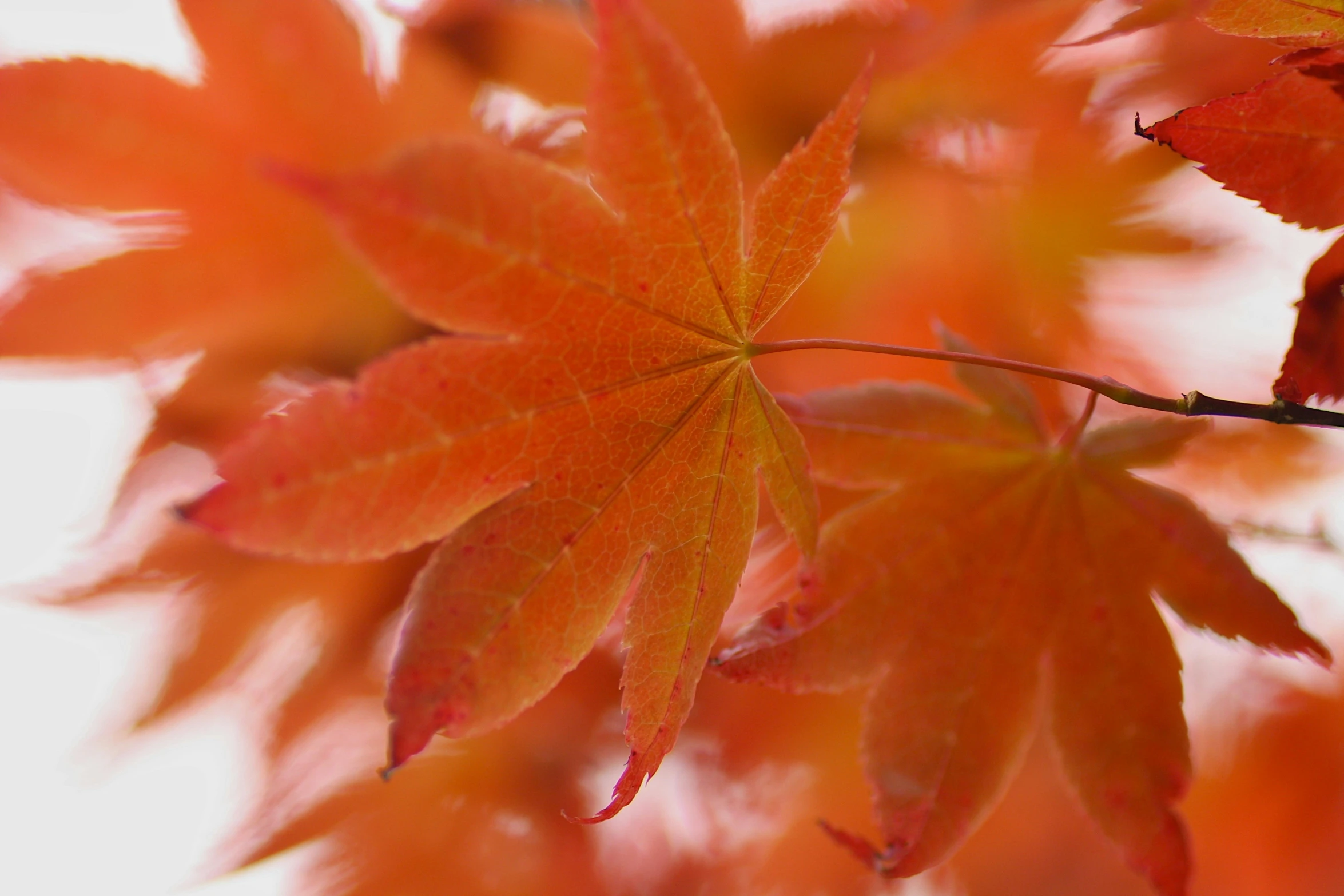 a tree with many bright orange leaves in it