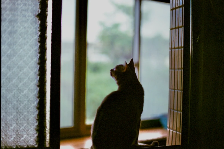 a cat looking out a sliding glass door