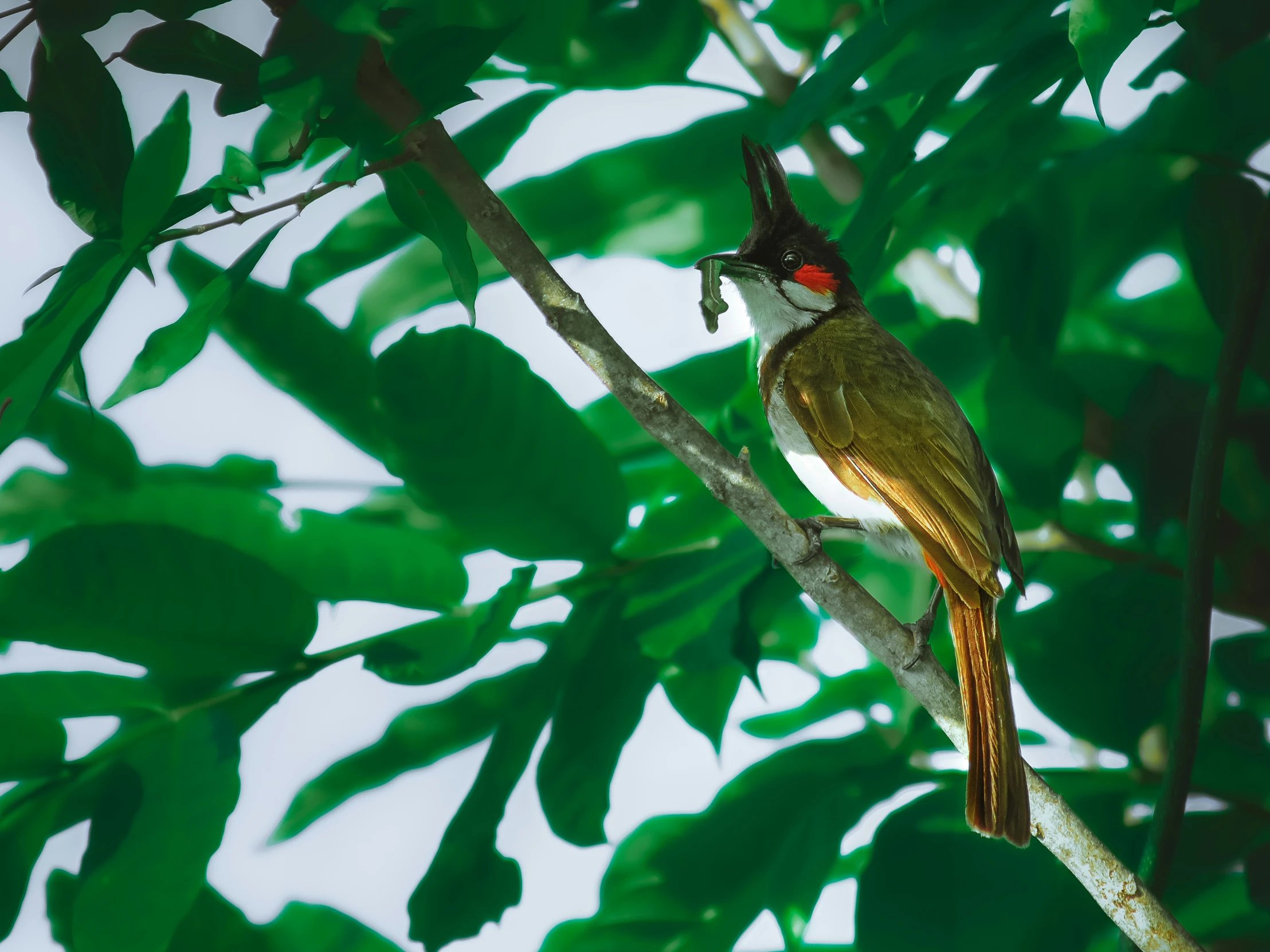 a small bird perched on a tree nch