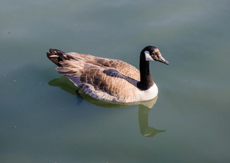 a black and grey bird is floating in a body of water