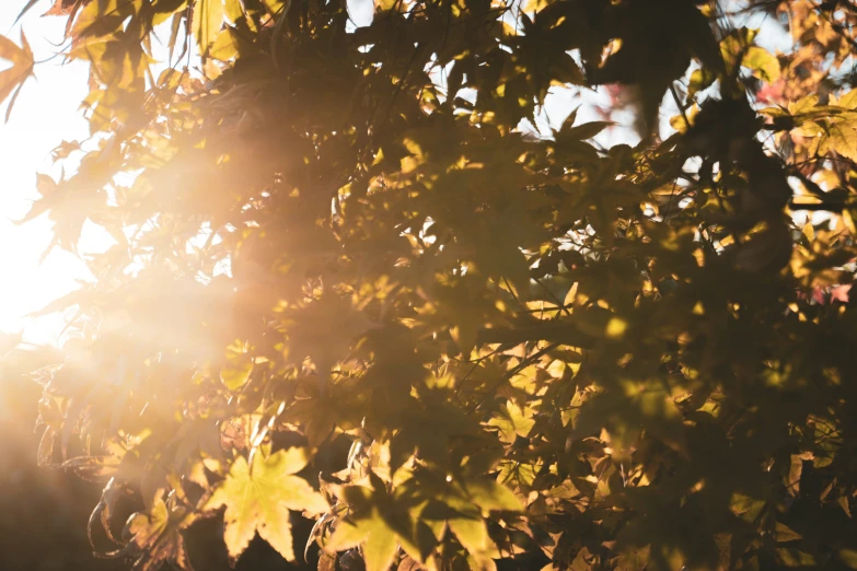 a view of some leaves and light from a distance