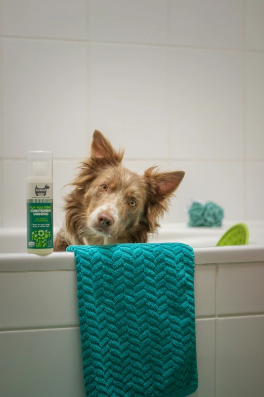 the dog is taking a bath in the bath tub