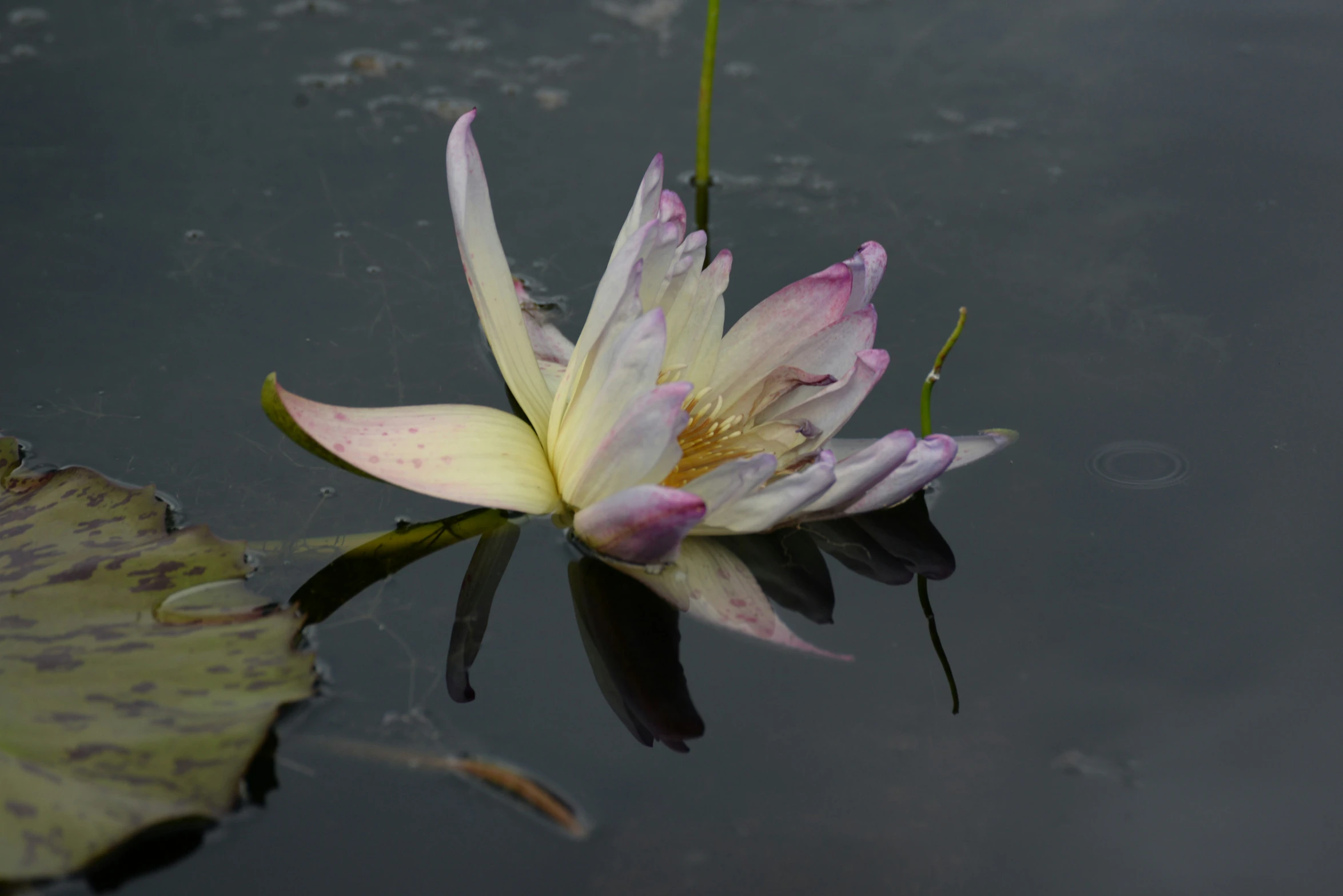 a pink water lily is sitting in a pond