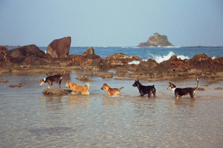 many dogs walk into the water near rocks and water