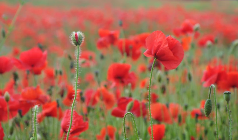 some red flowers on a very pretty flower field