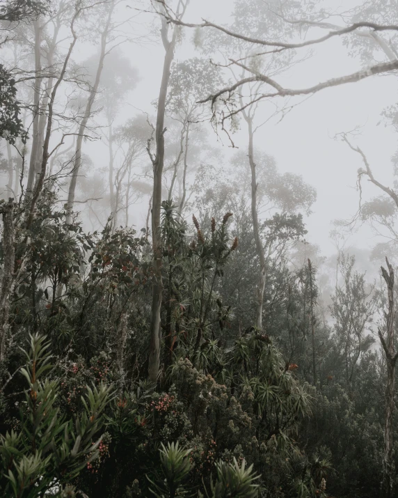 fog and light in the forest on a treetop