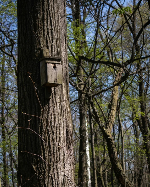 a wooden birdhouse hangs on a tree in a forest