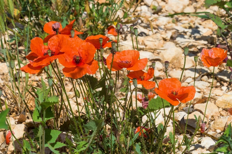 bright red flowers with green leaves growing in rocky ground