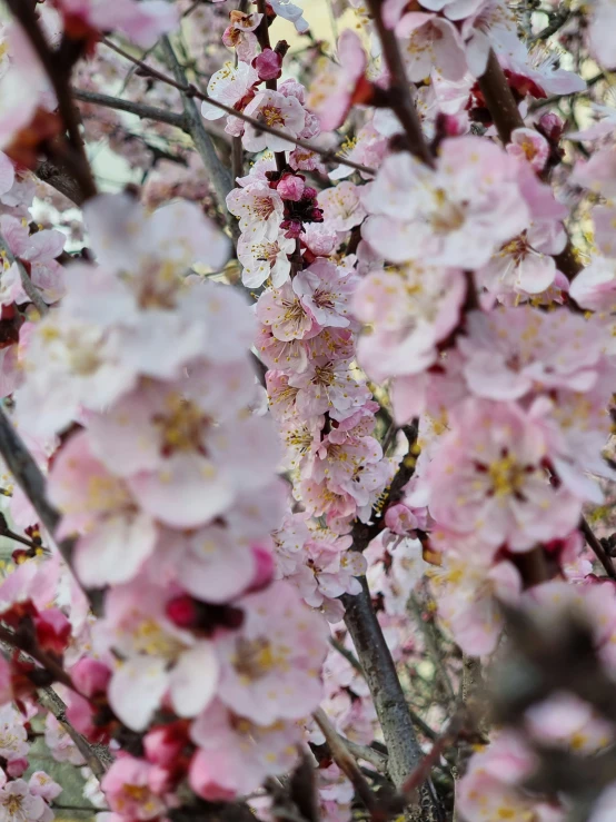 a large nch of cherry blossoming trees in a park