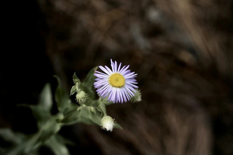 two flowers with purple centers sitting in front of a black background