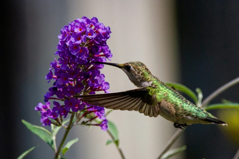 a hummingbird flying near purple flowers with a blurry background