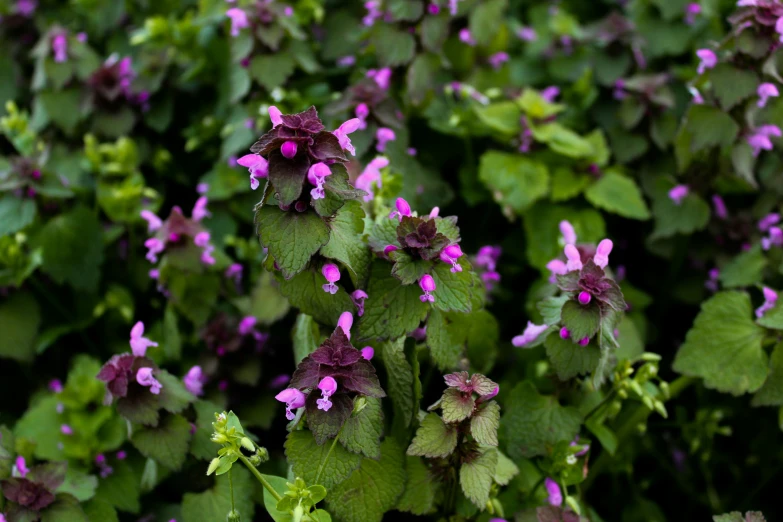 small purple flowers in the middle of a green field