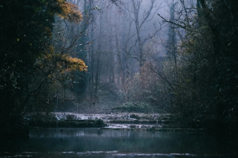 trees and water with light from the rain in it