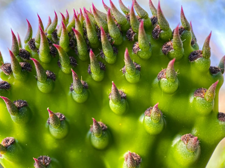 a very tall cactus with green and pink tips