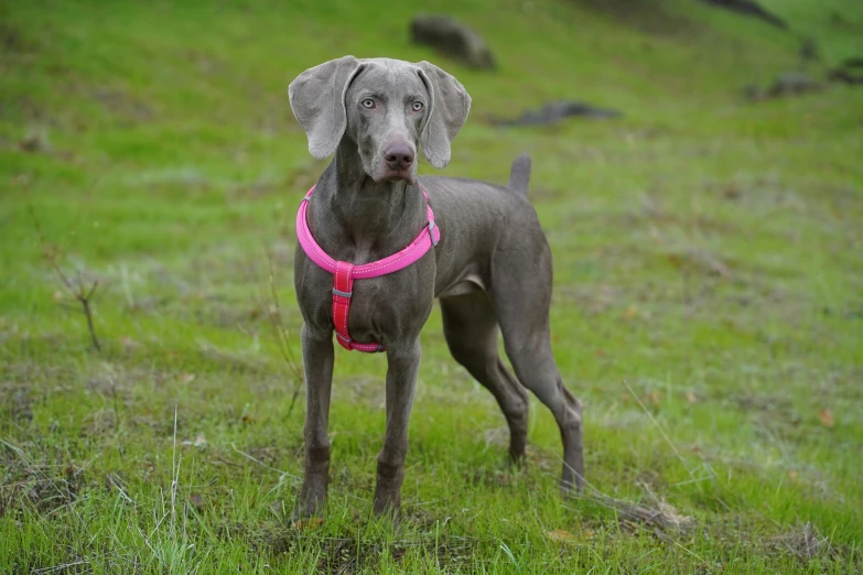 a close up of a dog in a field of grass