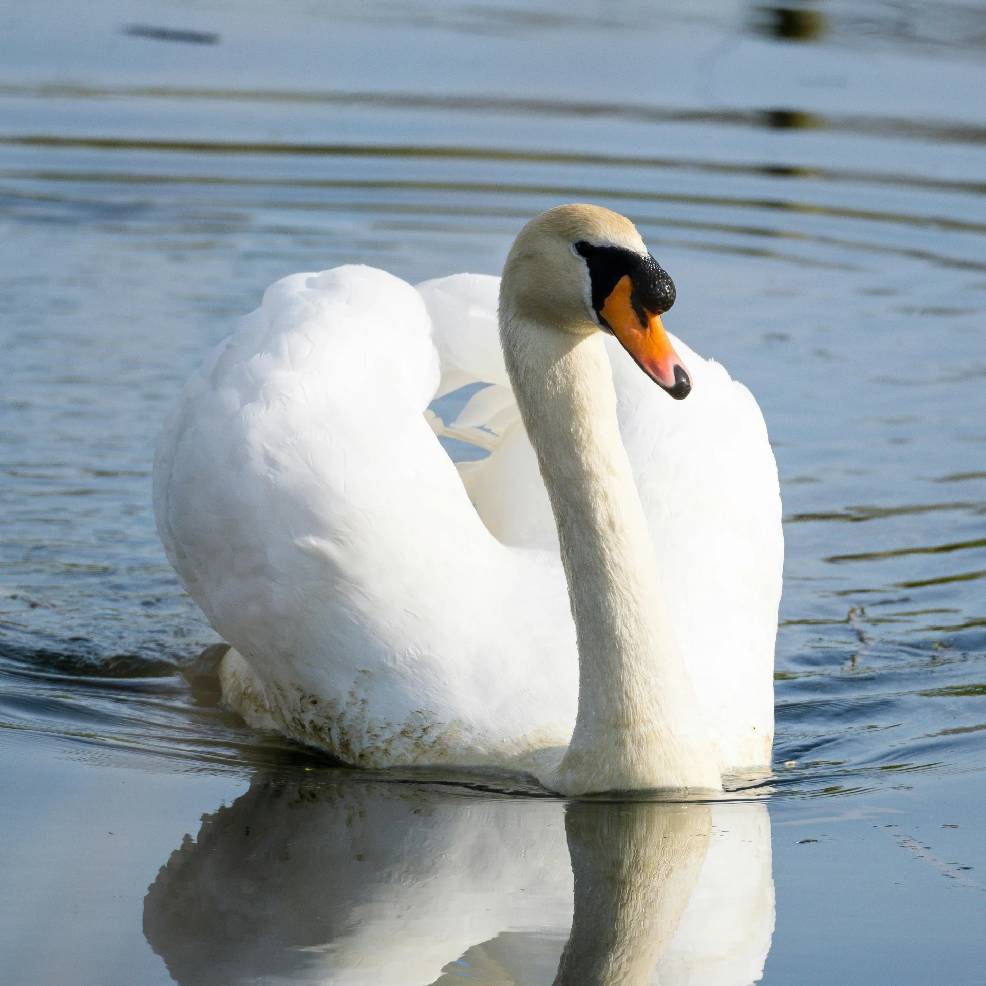 the swan is swimming on the water with his reflection