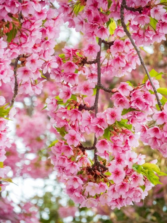 a pink flowered tree with green leaves on it