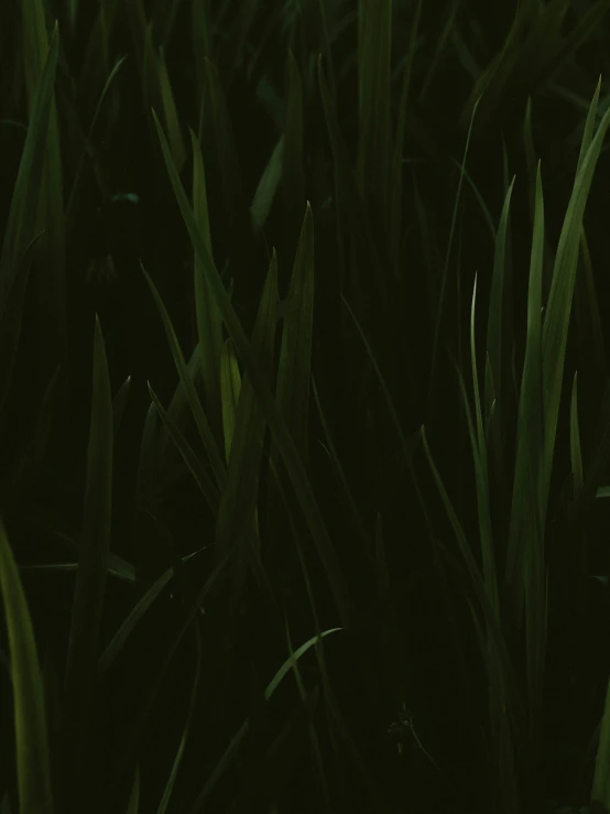 very close up image of green leaves at night